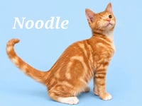 Noodle (Courtesy Post) - Photo 1