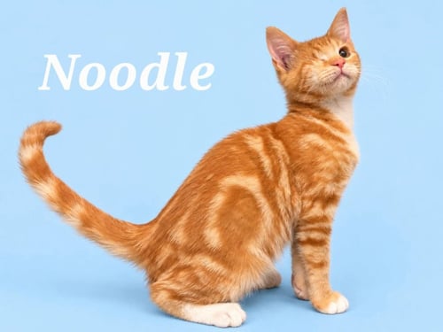 NOODLE (COURTESY POST) - Domestic Short Hair available for adoption