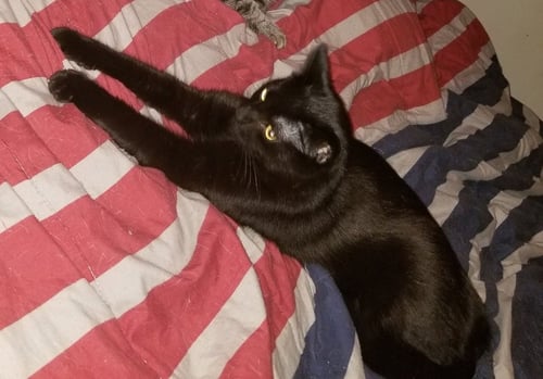 SMOKEY (COURTESY POST) - Domestic Short Hair available for adoption