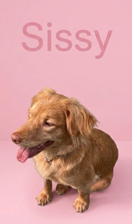 Sissy Image