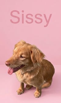 Sissy - Photo 1