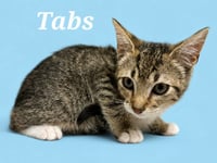 Tabs - Photo 2