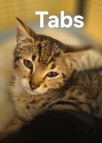 Tabs - Photo 3
