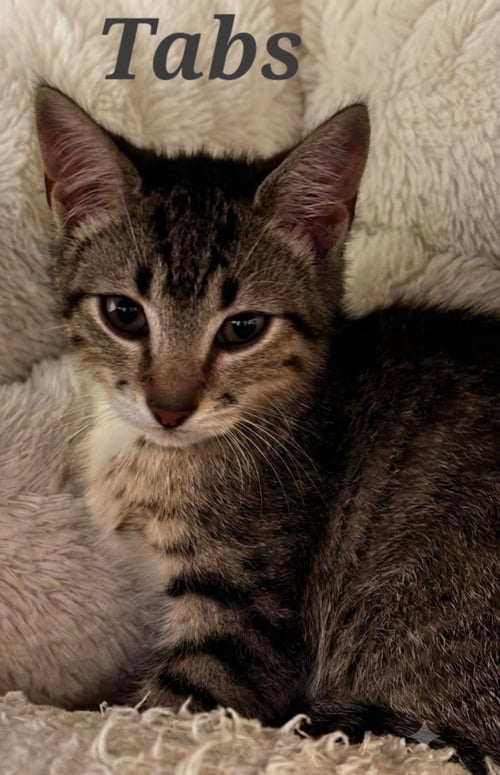 TABS - Domestic Short Hair available for adoption