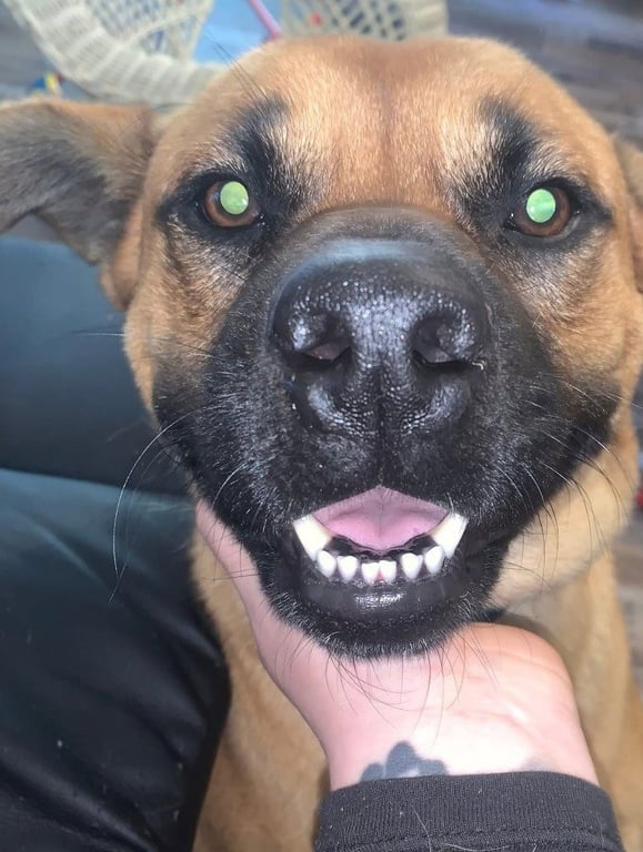 Duke (Courtesy Post) Image