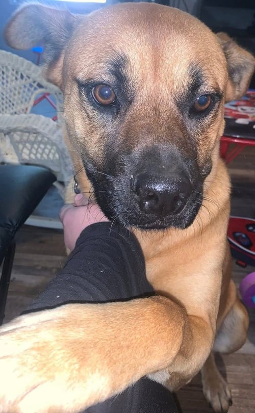 DUKE (COURTESY POST) - Terrier available for adoption