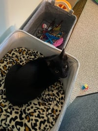 Duke (Courtesy Post) - Photo 4