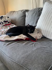 Duke (Courtesy Post) - Photo 3