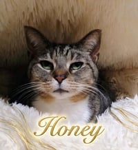 Honey - Photo 1