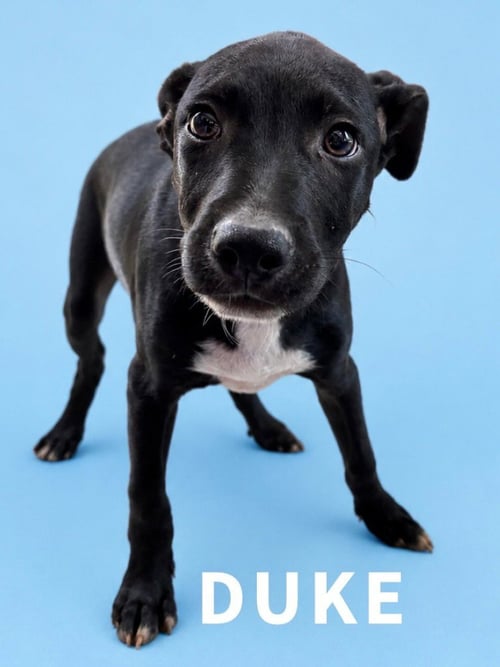 DUKE - Labrador Retriever / Terrier available for adoption