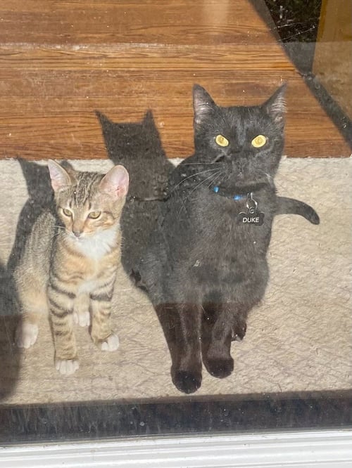 GROOT (COURTESY POST) - Domestic Short Hair available for adoption