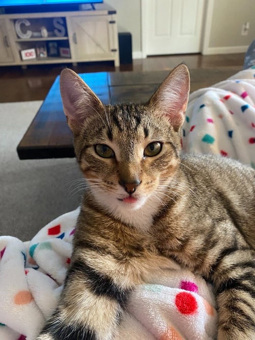 GROOT (COURTESY POST) - Domestic Short Hair available for adoption