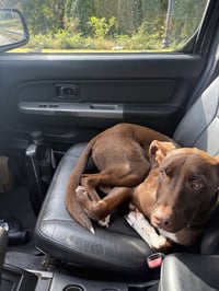 Sadie (Courtesy Post) - Photo 3