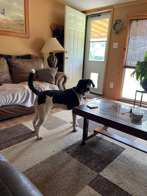 GROOT (COURTESY POST) - Pointer available for adoption