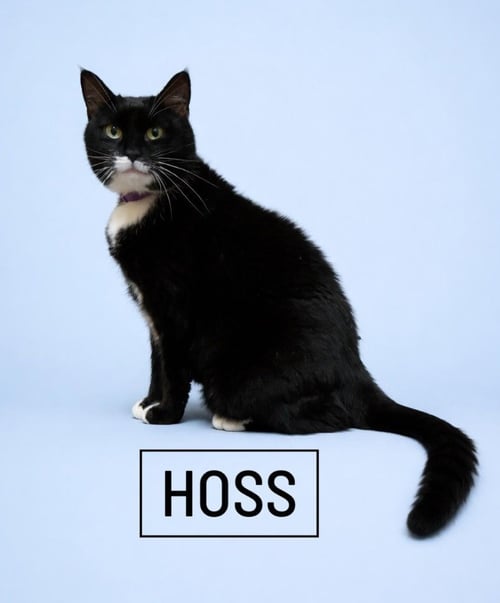 HOSS - Domestic Short Hair available for adoption