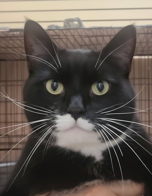 HOSS - Domestic Short Hair available for adoption