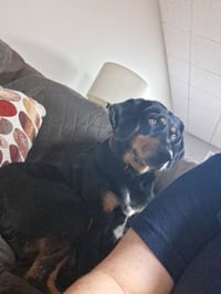 Lucy (Courtesy Post) - Photo 4