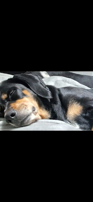 Lucy (Courtesy Post) Image
