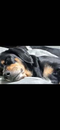Lucy (Courtesy Post) - Photo 1