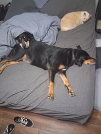 Lucy (Courtesy Post) - Photo 2