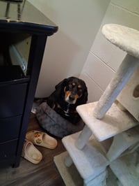 Lucy (Courtesy Post) - Photo 3