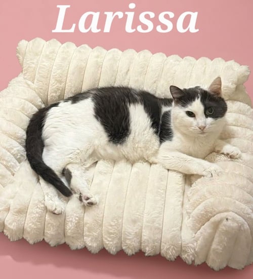 LARISSA - Domestic Short Hair available for adoption