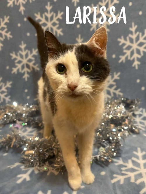 LARISSA - Domestic Short Hair available for adoption
