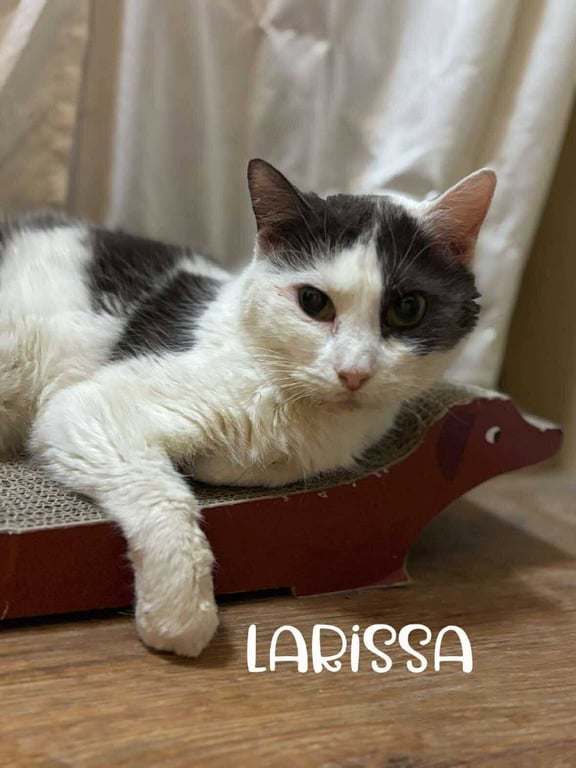 Larissa Image