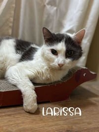 Larissa - Photo 1