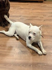 Luna (Courtesy Post) - Photo 2