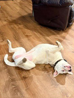 LUNA (COURTESY POST) - Bull Terrier available for adoption