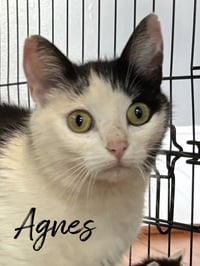Agnes - Photo 1