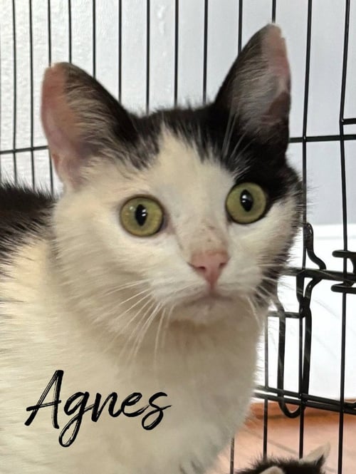 AGNES - Domestic Short Hair available for adoption