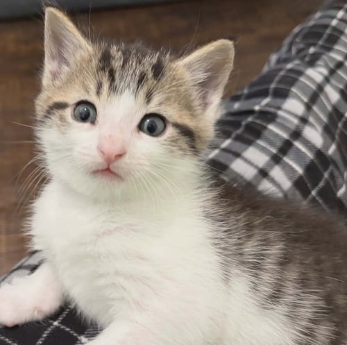 SQUEAK - Domestic Short Hair available for adoption