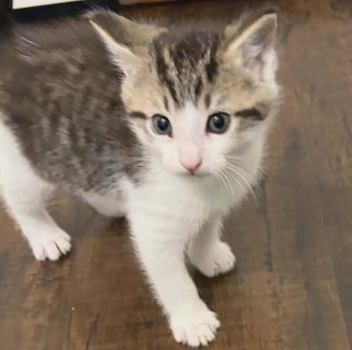 SQUEAK - Domestic Short Hair available for adoption