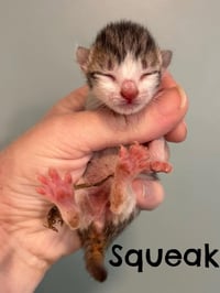 Squeak - Photo 3