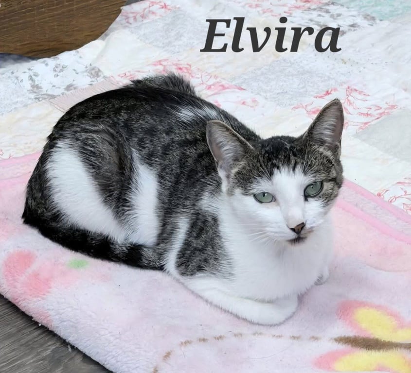 Elvira Image