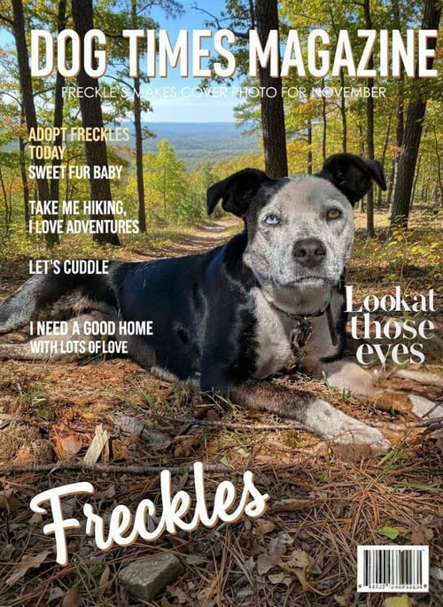 FRECKLES (COURTESY POST) - Australian Cattle Dog/Blue Heeler / Cattle Dog available for adoption