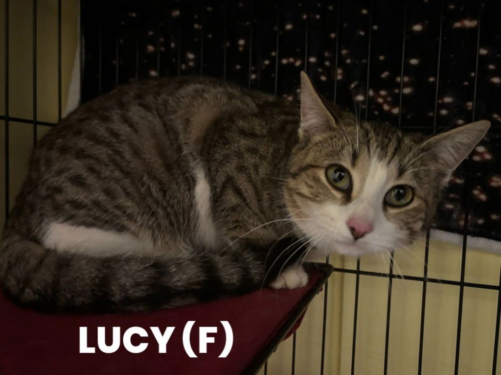 LUCY - Domestic Short Hair available for adoption