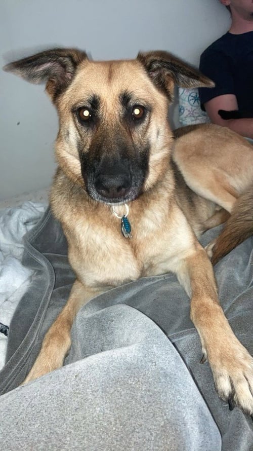 NOVACAINE (COURTESY POST) - German Shepherd Dog available for adoption