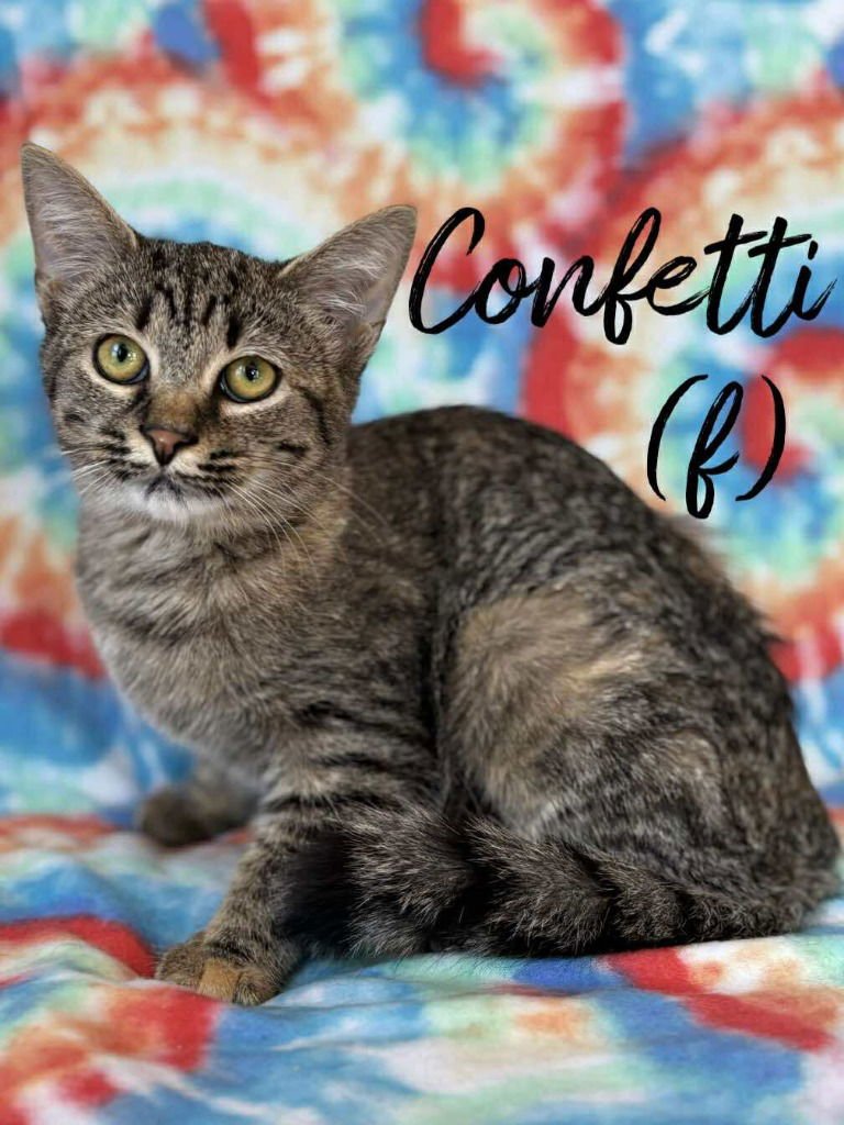 CONFETTI - Domestic Short Hair available for adoption