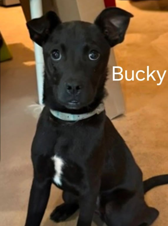 Bucky Image