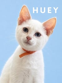 Huey (Courtesy Post) - Photo 3