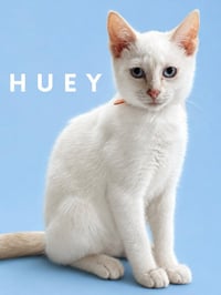 Huey (Courtesy Post) - Photo 1