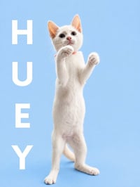 Huey (Courtesy Post) - Photo 4