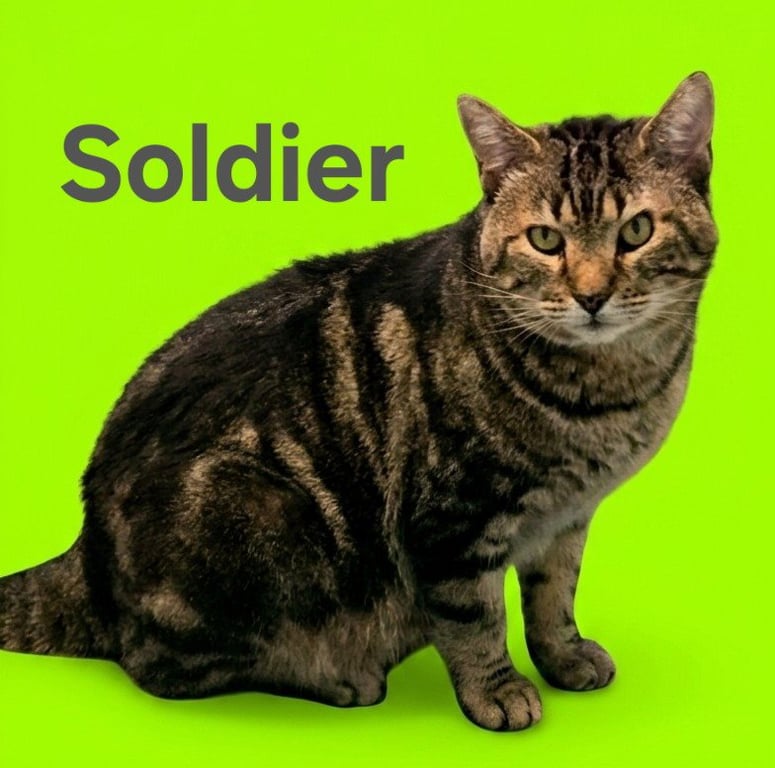 Soldier Image