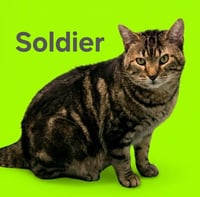 Soldier - Photo 1