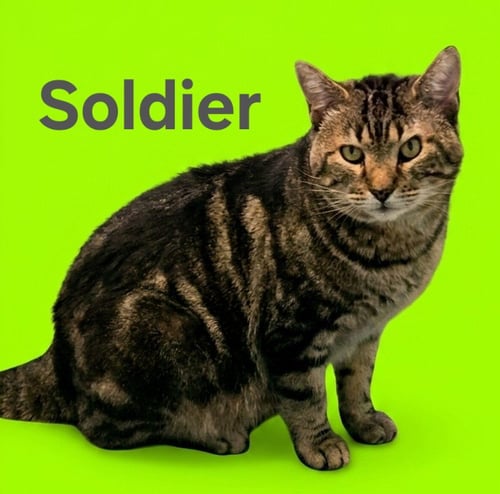 SOLDIER - Domestic Short Hair available for adoption
