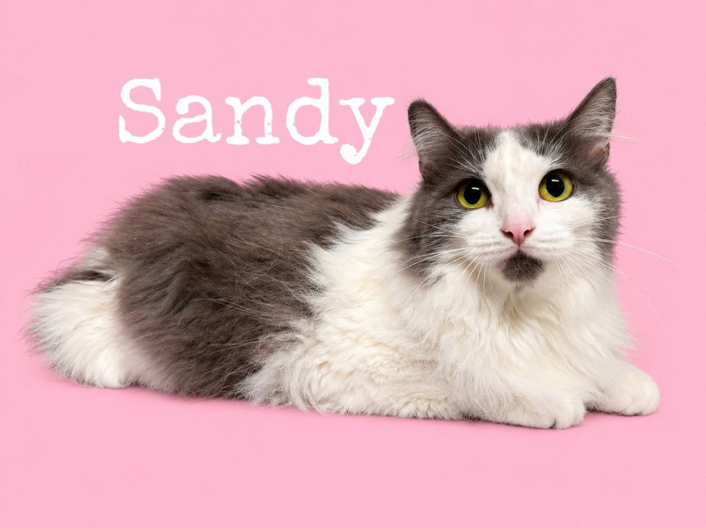 Sandy / Squidward Image