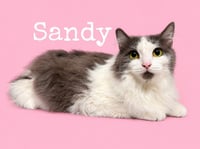 Sandy / Squidward - Photo 1